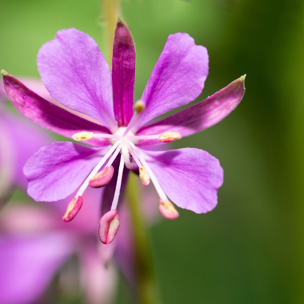 Epilobium angustifolium - Camenèrio