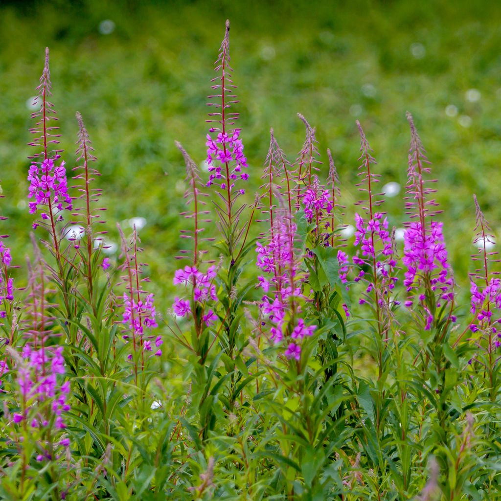 Epilobium angustifolium - Camenèrio