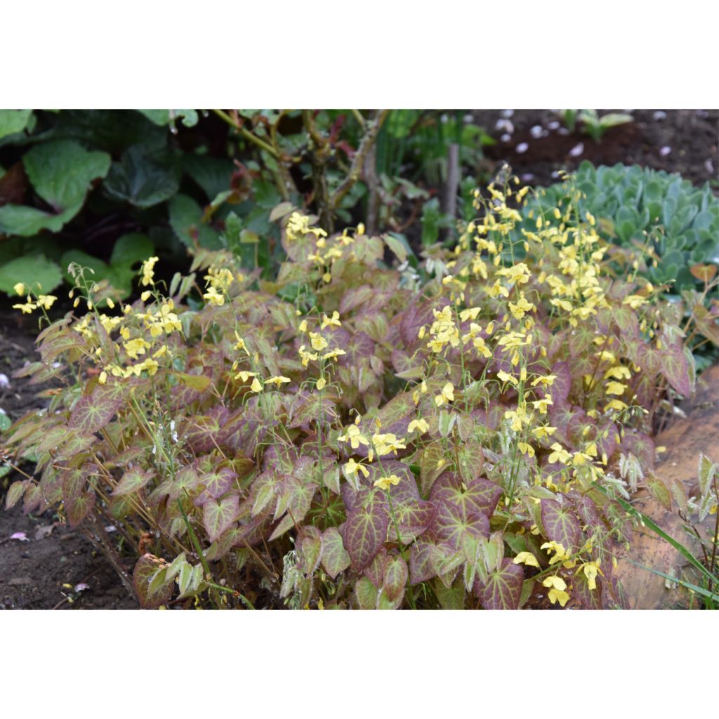 Epimedium perralchicum Fröhnleiten