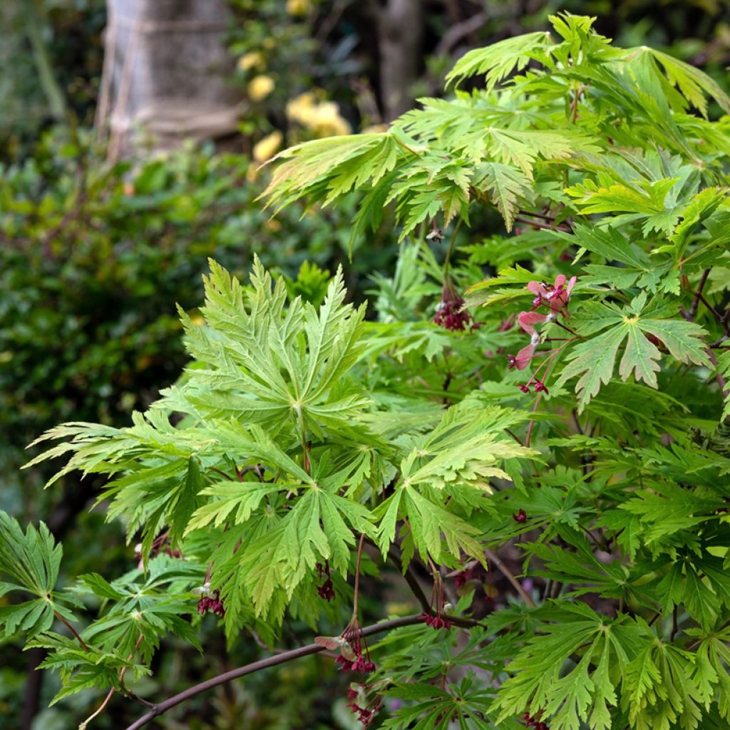 Acer japonicum Aconitifolium - Acero giapponese