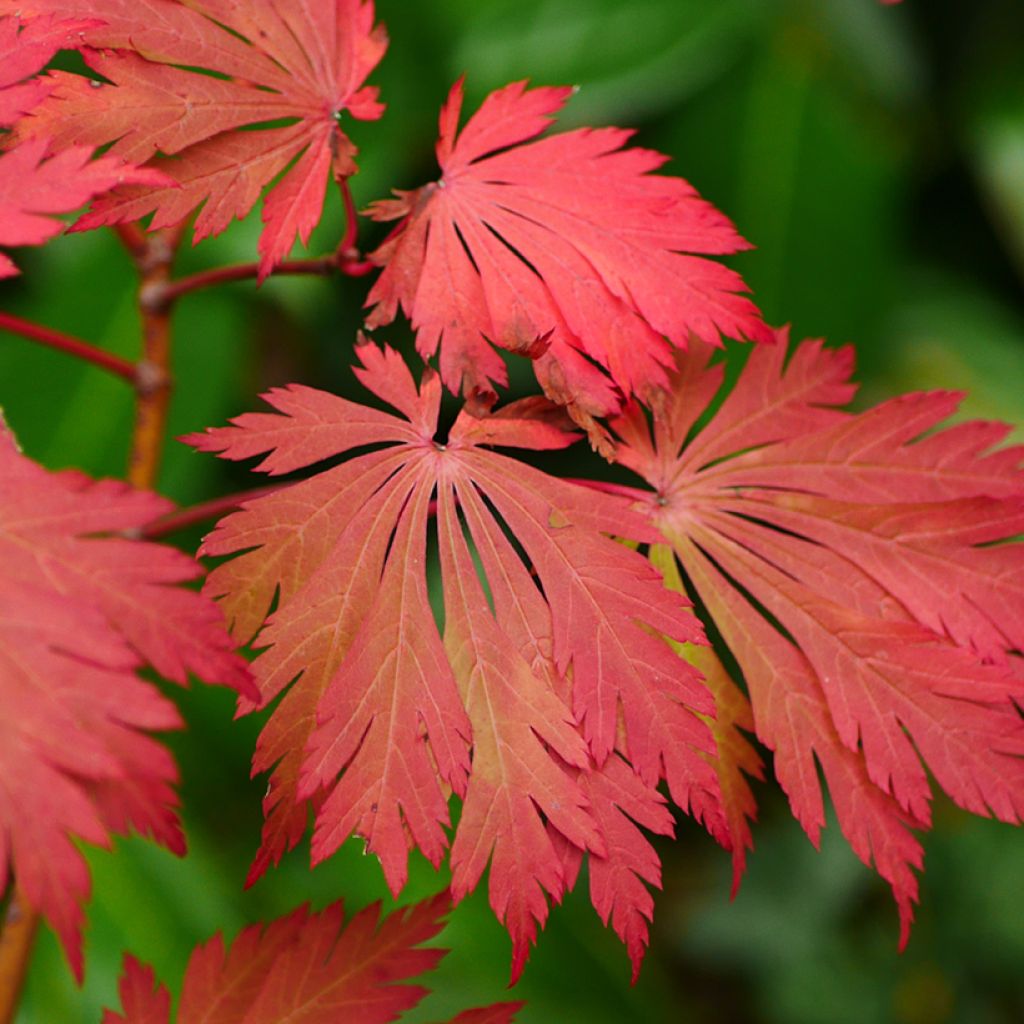 Acer japonicum Aconitifolium - Acero giapponese