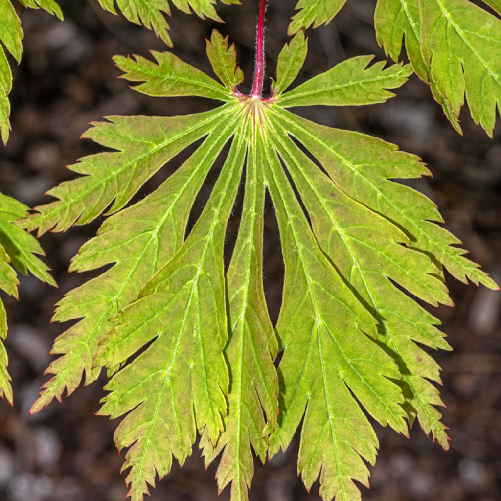 Acer japonicum Aconitifolium - Acero giapponese