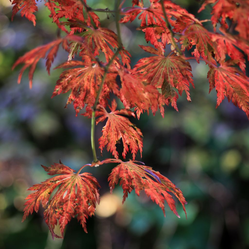 Acer japonicum Aconitifolium - Acero giapponese
