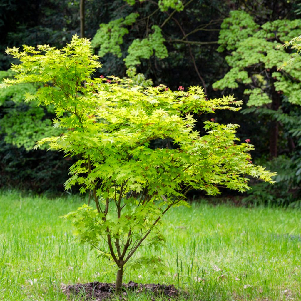 Acer japonicum Aconitifolium - Acero giapponese