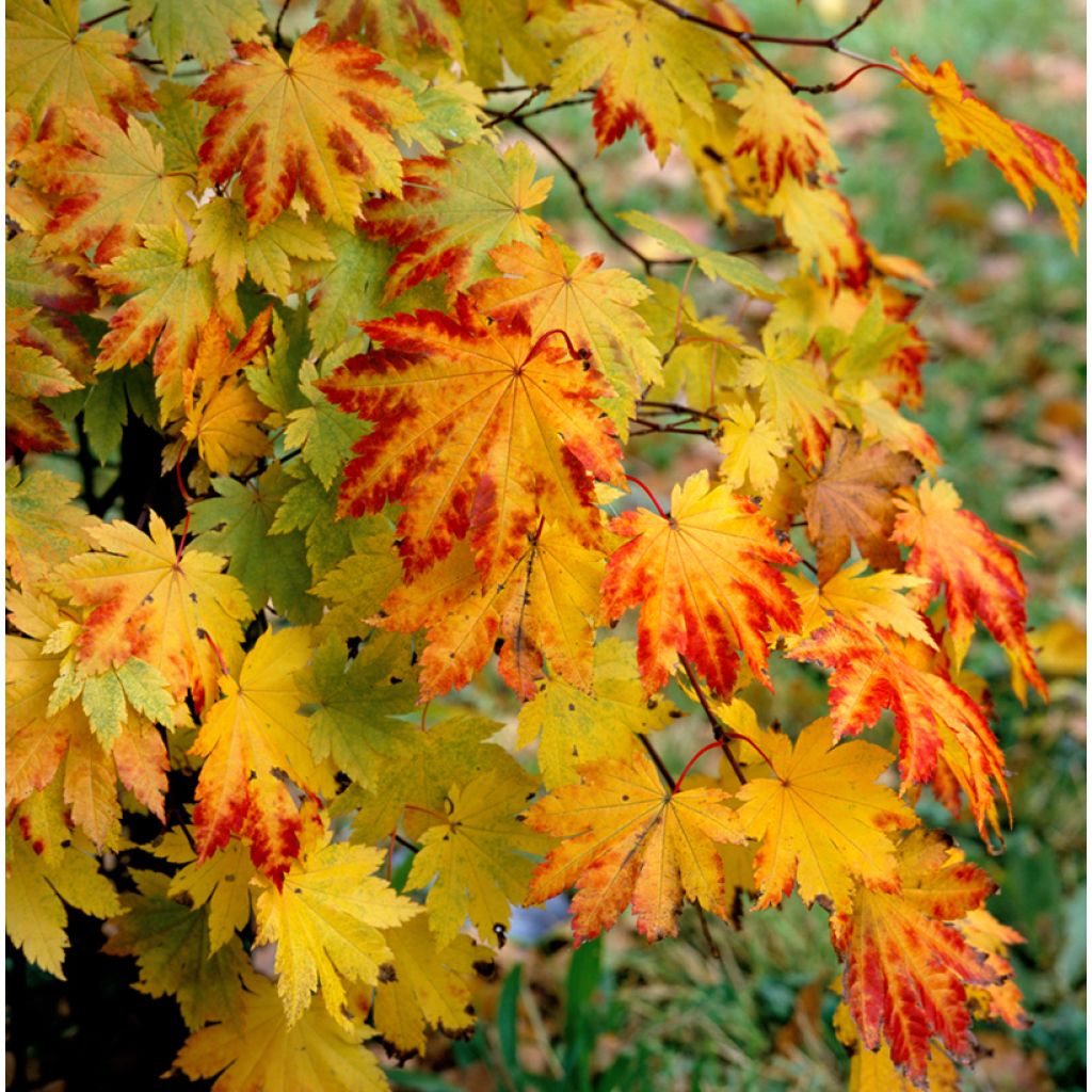 Acer japonicum Vitifolium - Acero giapponese