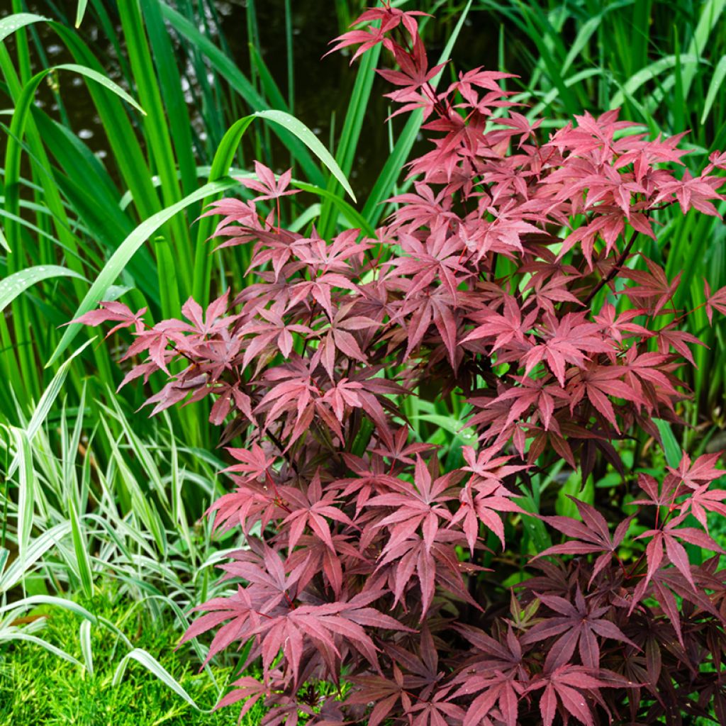 Acer palmatum Atropurpureum - Acero rosso giapponese