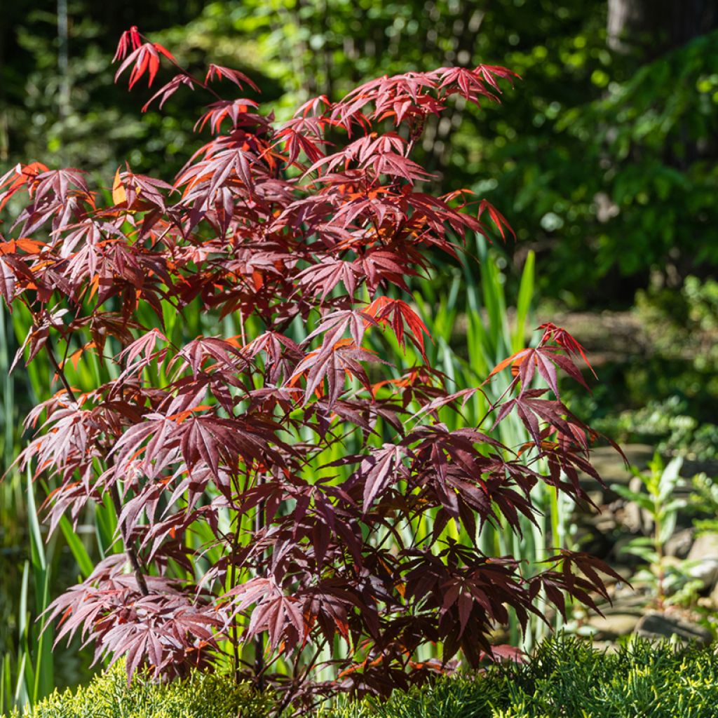Acer palmatum Atropurpureum - Acero rosso giapponese