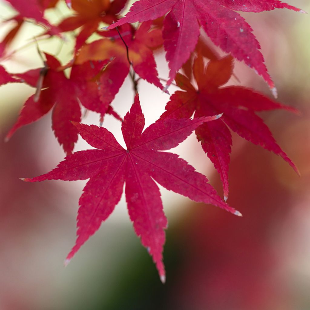 Acer palmatum Atropurpureum - Acero rosso giapponese