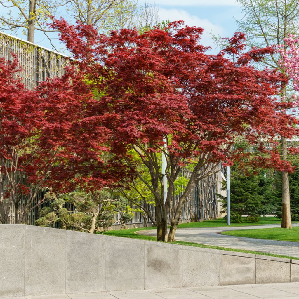 Acer palmatum Atropurpureum - Acero rosso giapponese