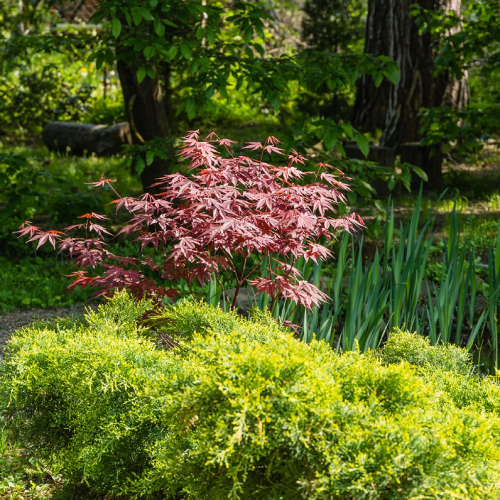 Acer palmatum Atropurpureum - Acero rosso giapponese