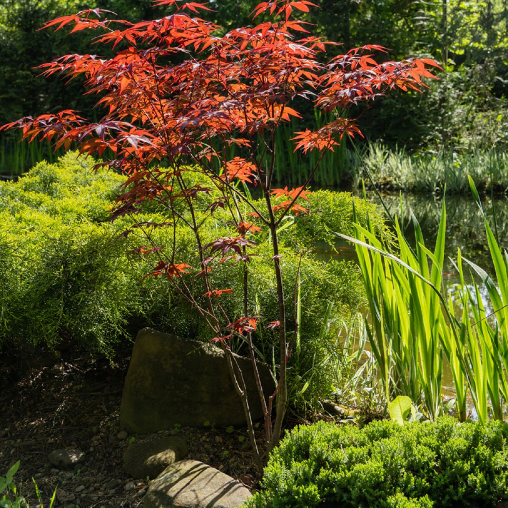 Acer palmatum Atropurpureum - Acero rosso giapponese