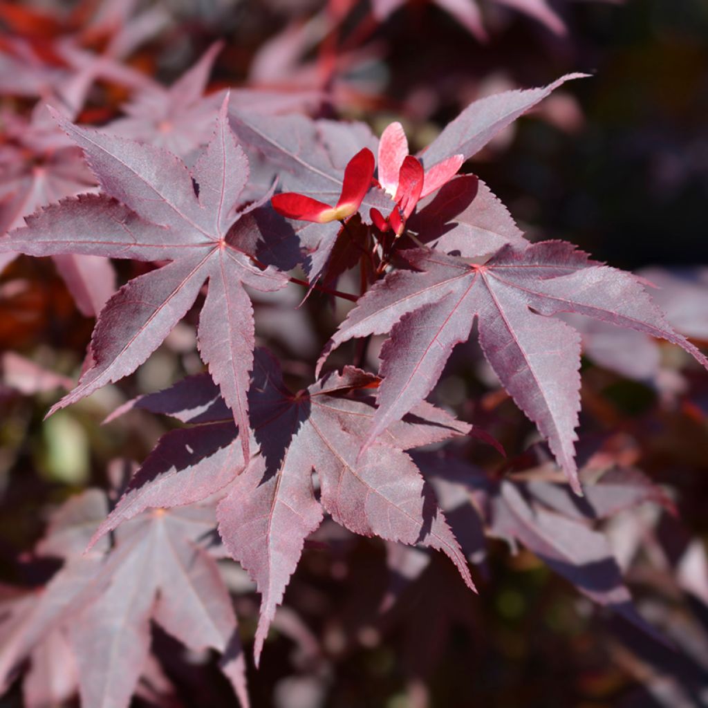 Acer palmatum Bloodgood - Acero giapponese