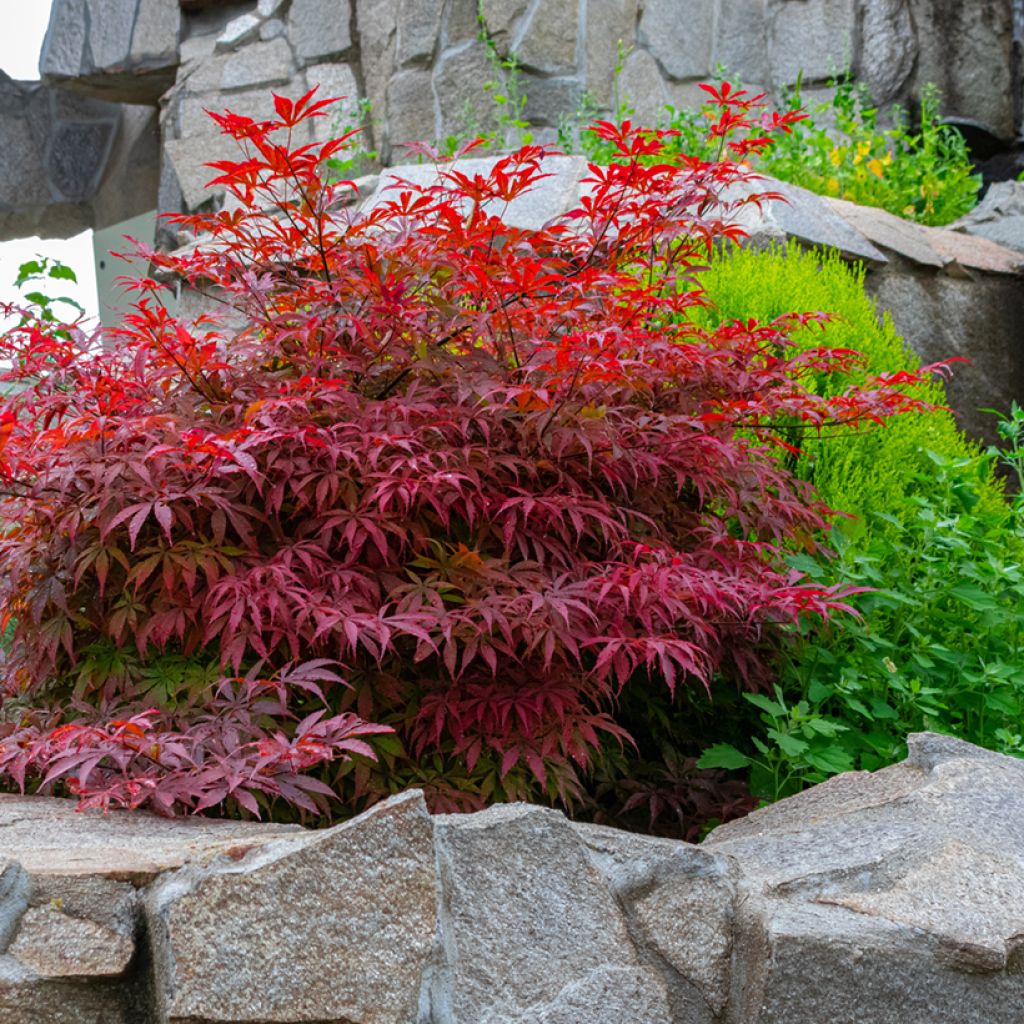 Acer palmatum Bloodgood - Acero giapponese