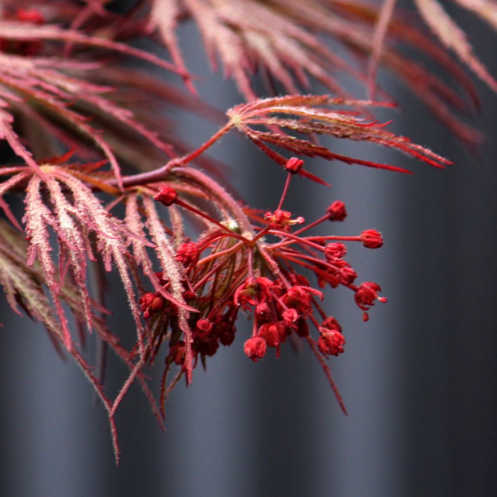 Acer palmatum Crimson Queen - Acero giapponese