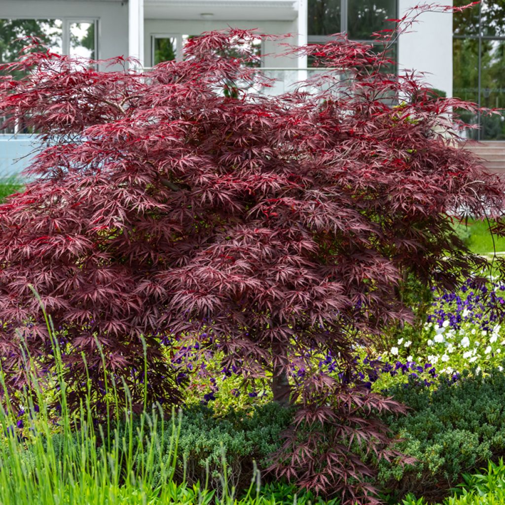 Acer palmatum Crimson Queen - Acero giapponese
