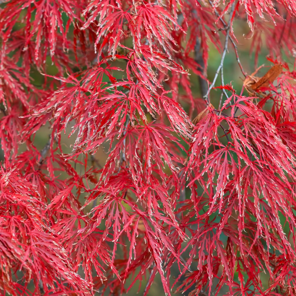 Acer palmatum Crimson Queen - Acero giapponese
