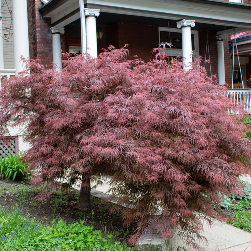 Acer palmatum Crimson Queen - Acero giapponese