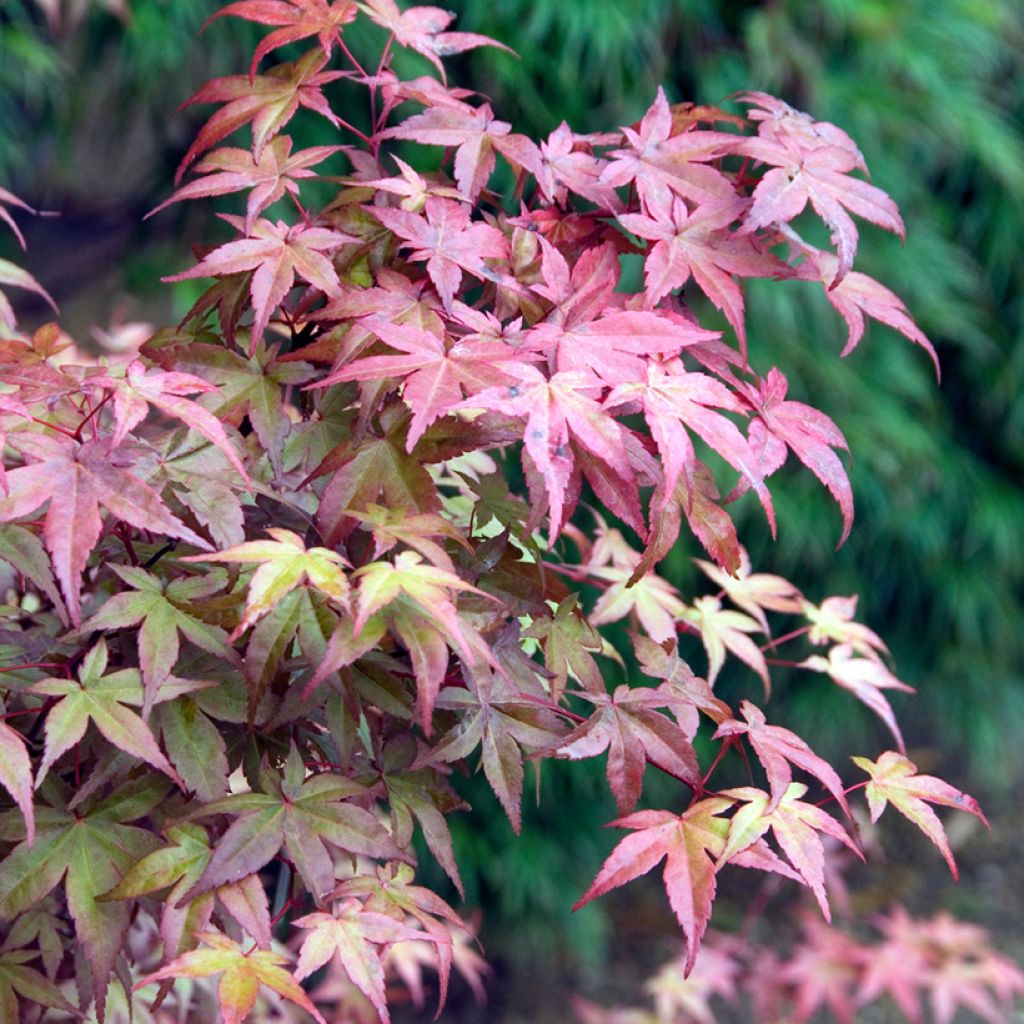 Acer palmatum Deshojo - Acero giapponese