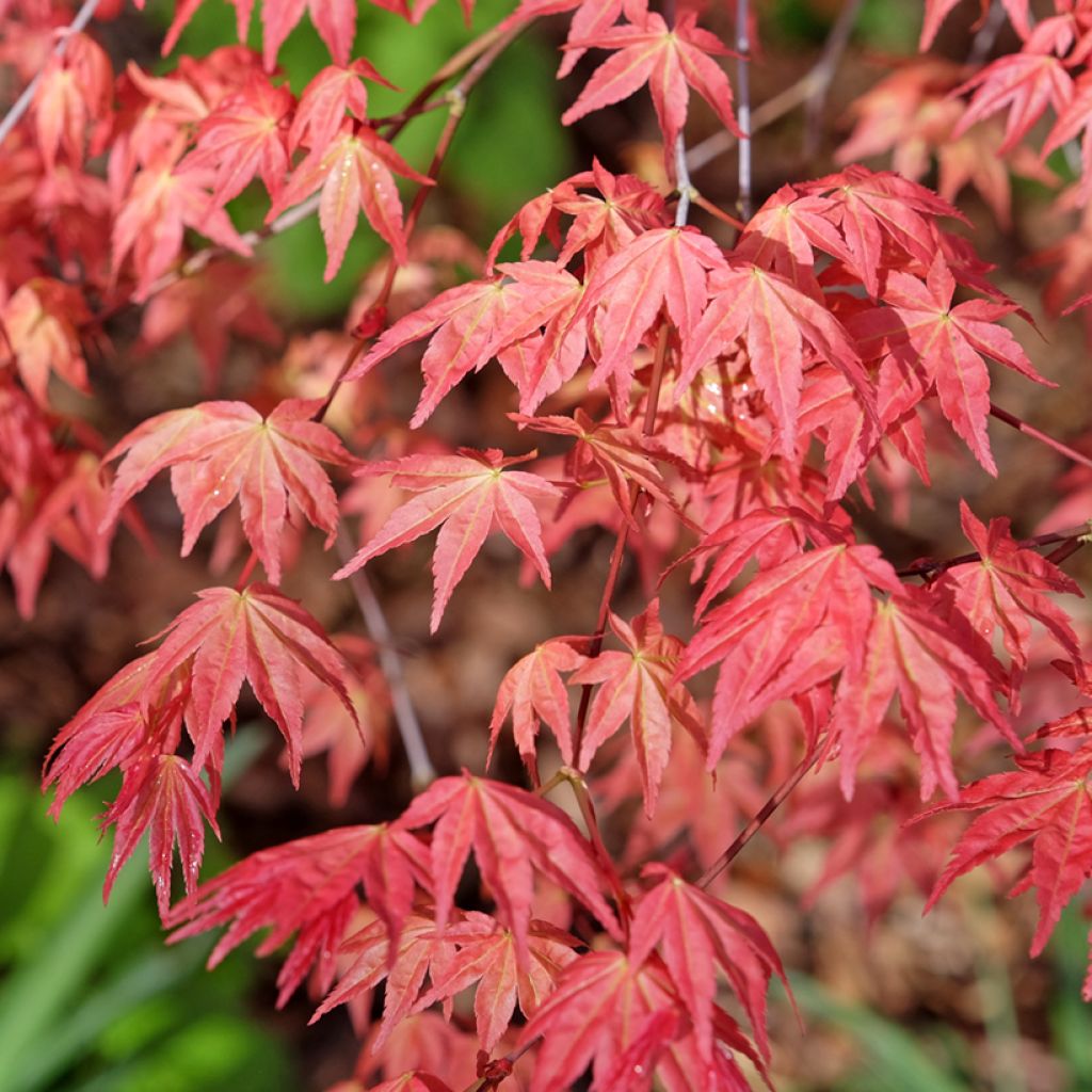 Acer palmatum Deshojo - Acero giapponese