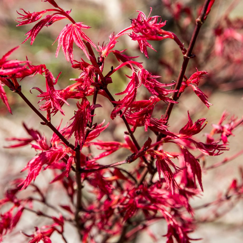 Acer palmatum Deshojo - Acero giapponese