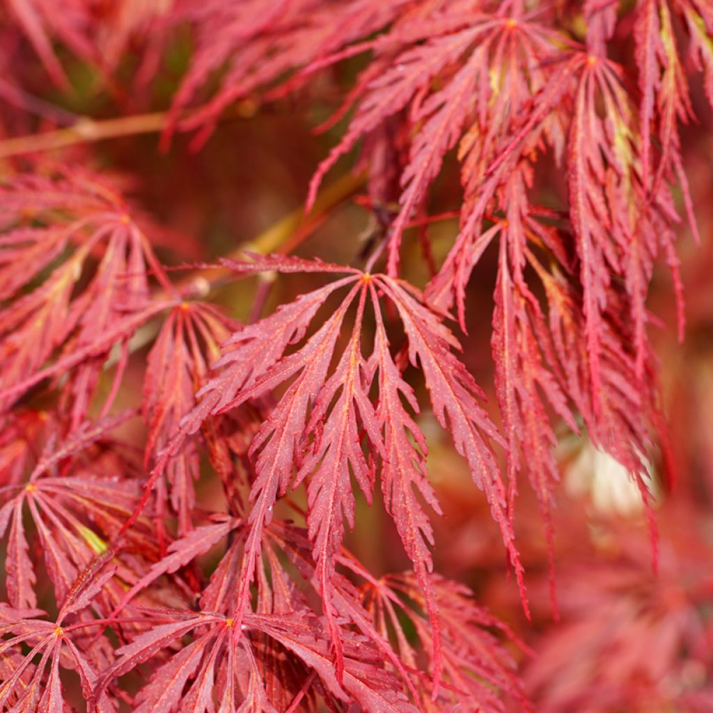 Acer palmatum Dissectum Garnet - Acero giapponese