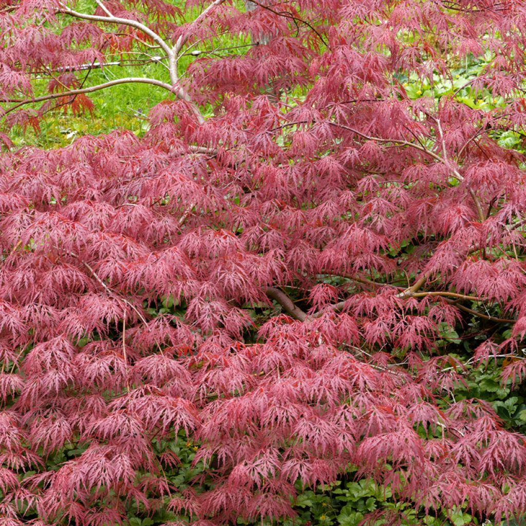 Acer palmatum Dissectum Garnet - Acero giapponese