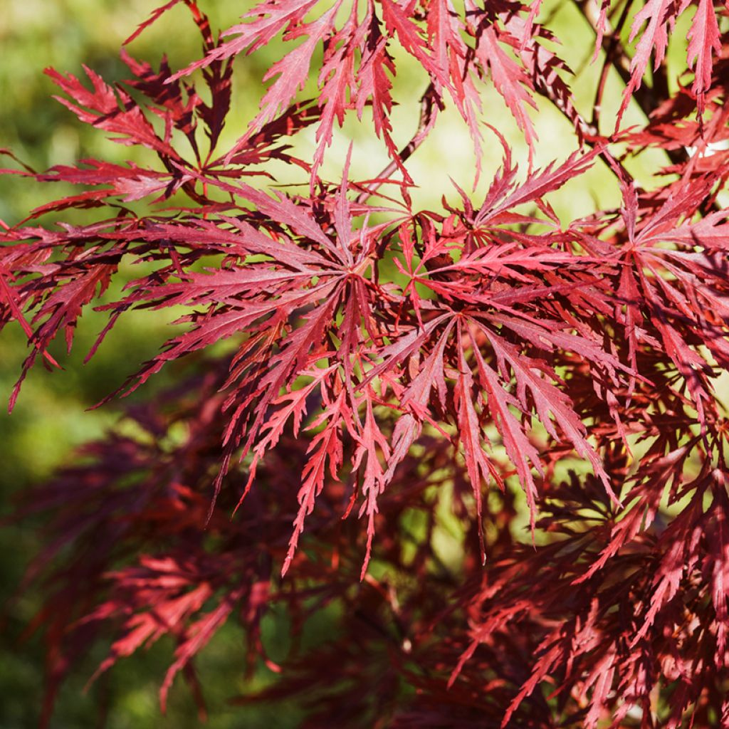 Acer palmatum Dissectum Garnet - Acero giapponese