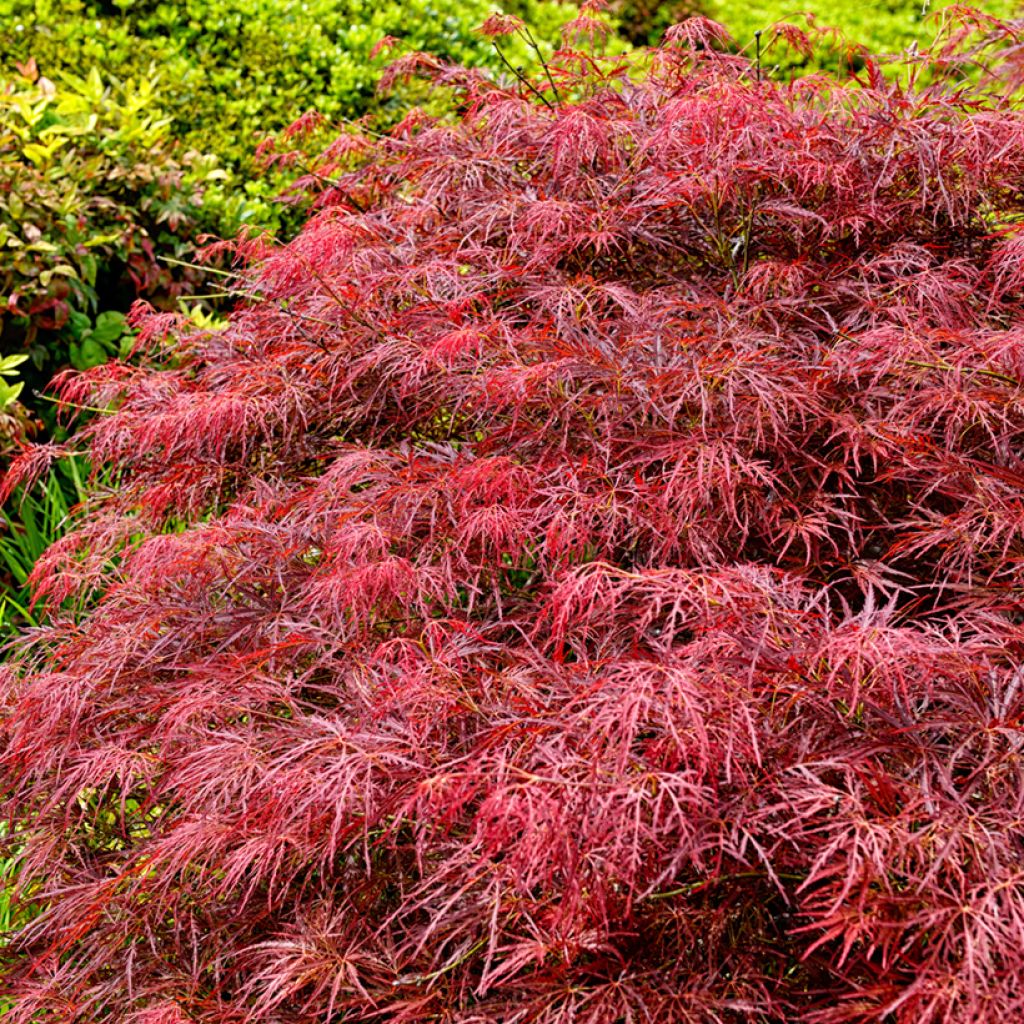 Acer palmatum Dissectum Garnet - Acero giapponese