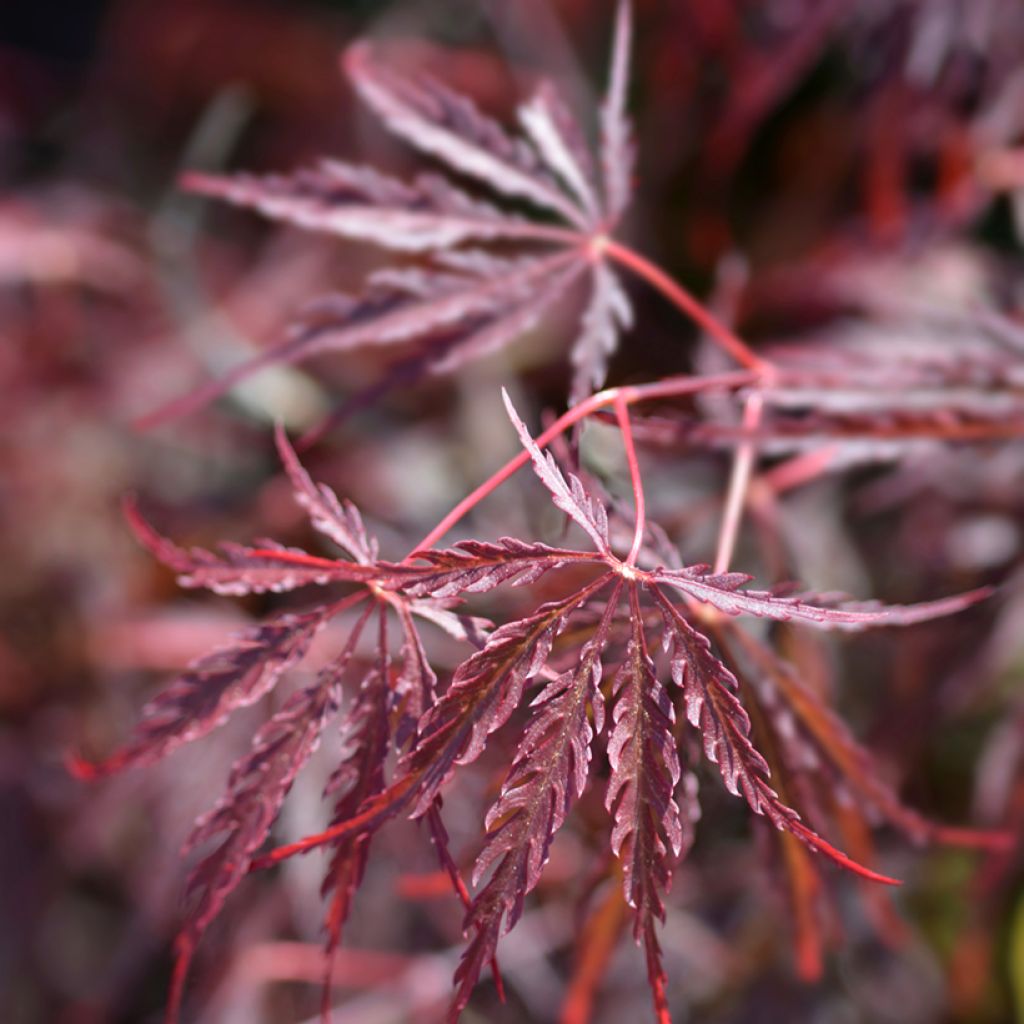 Acer palmatum Dissectum Garnet - Acero giapponese