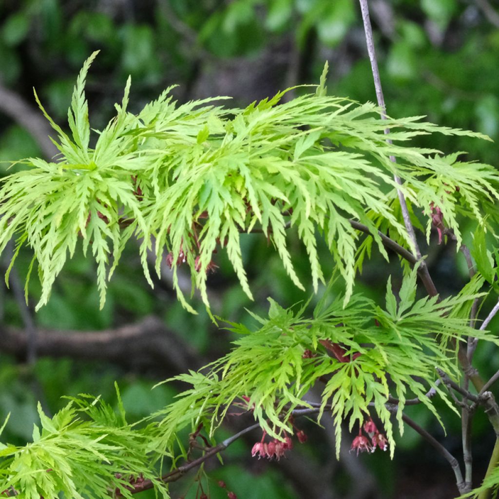 Acer palmatum Dissectum Viridis - Acero giapponese