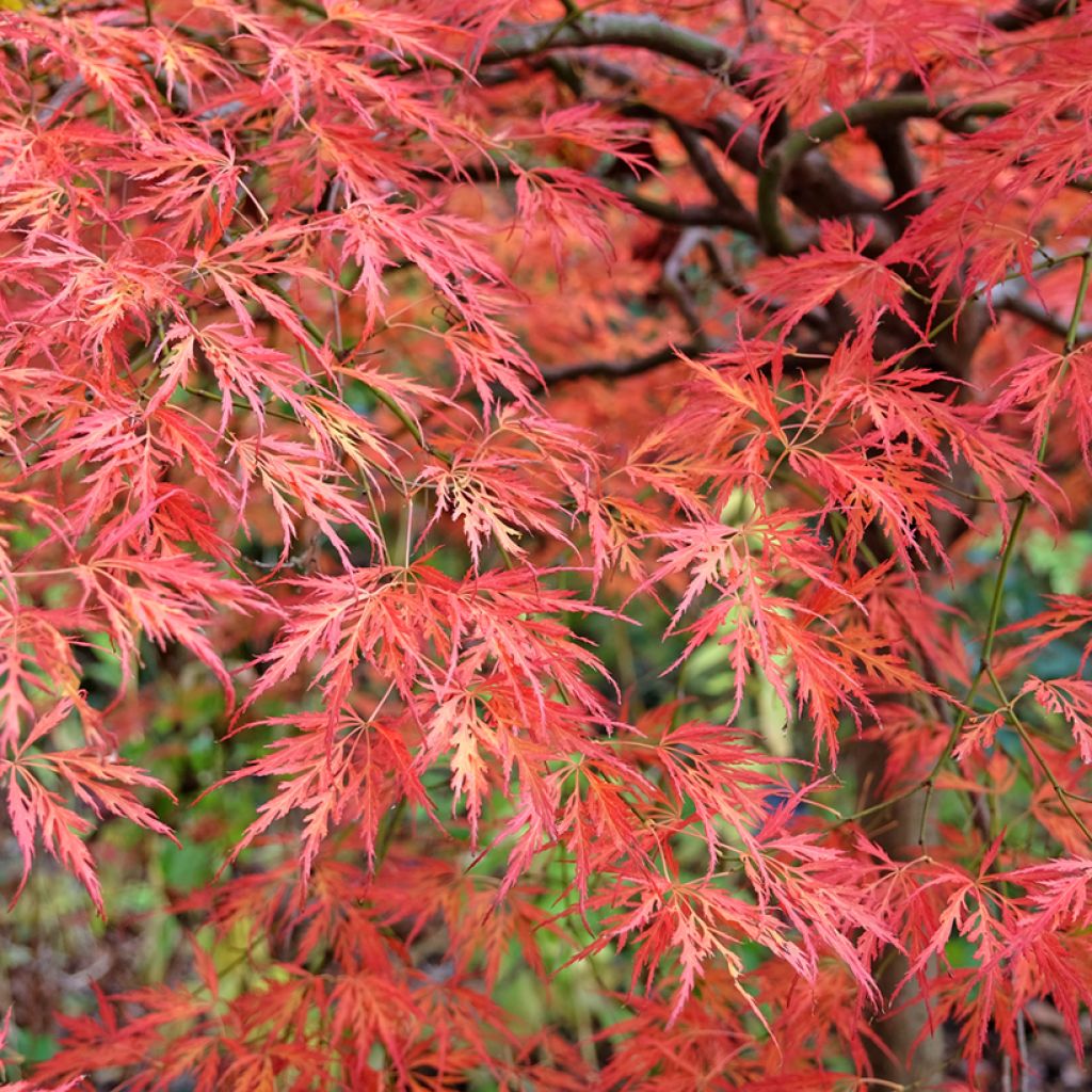 Acer palmatum Dissectum Viridis - Acero giapponese
