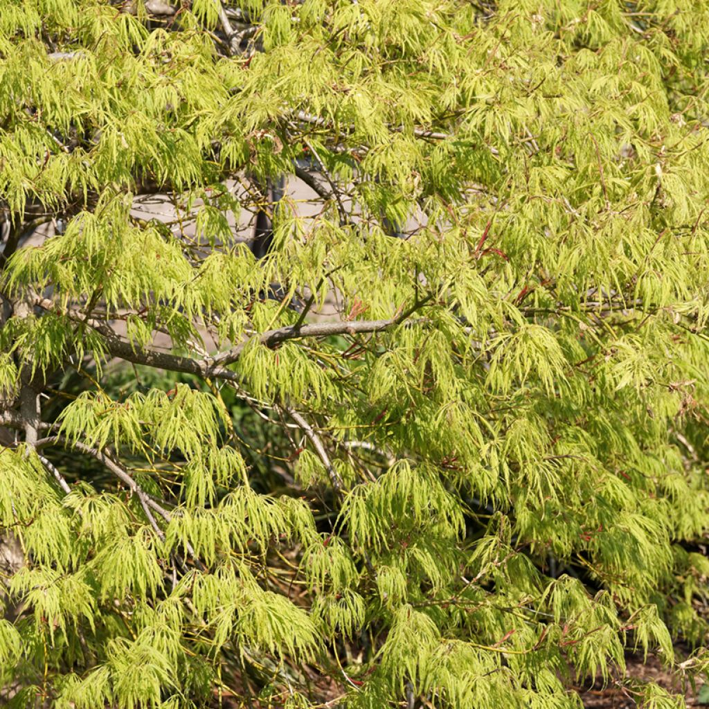 Acer palmatum Dissectum Viridis - Acero giapponese