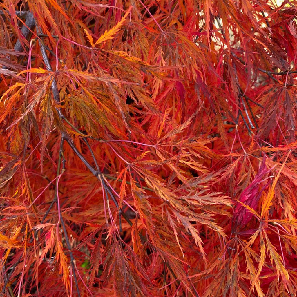 Acer palmatum Dissectum Viridis - Acero giapponese