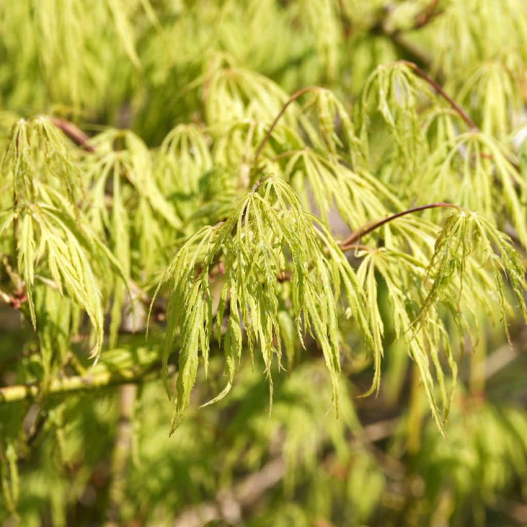 Acer palmatum Dissectum Viridis - Acero giapponese