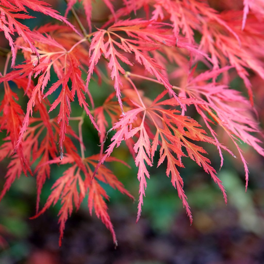 Acer palmatum Dissectum Viridis - Acero giapponese