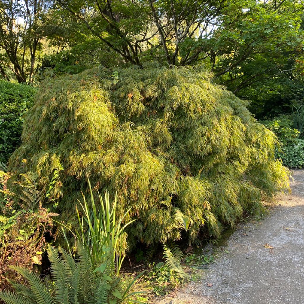 Acer palmatum Dissectum Viridis - Acero giapponese
