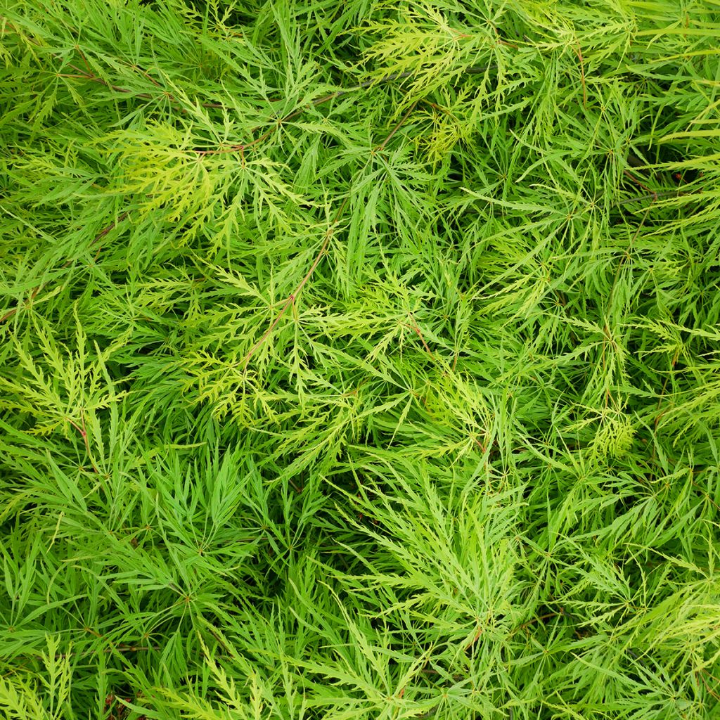 Acer palmatum Emerald Lace - Acero giapponese
