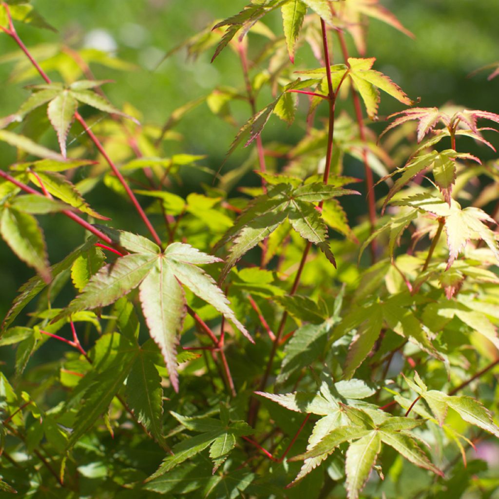 Acer palmatum Little Princess - Acero giapponese