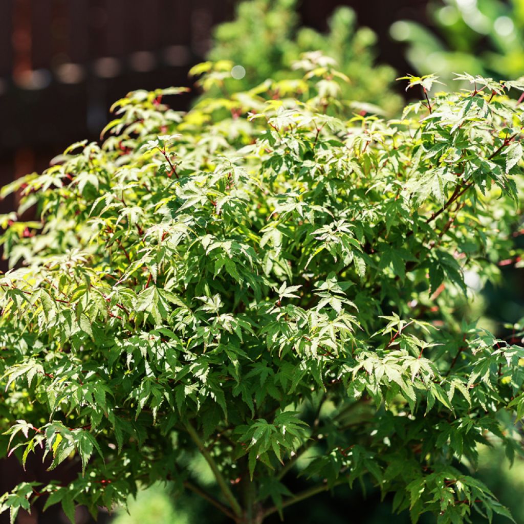Acer palmatum Little Princess - Acero giapponese
