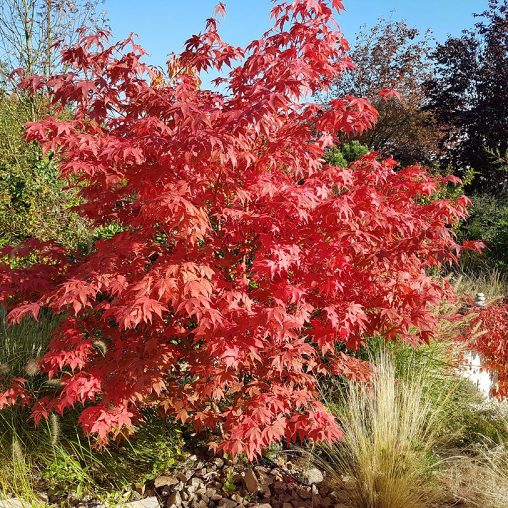 Acer palmatum Osakazuki - Acero giapponese