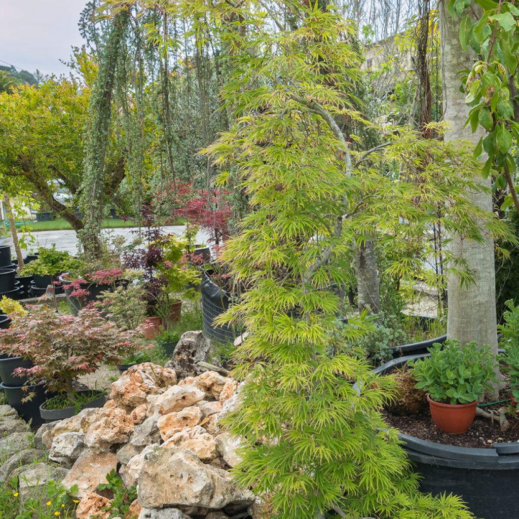 Acer palmatum Seiryu - Acero giapponese
