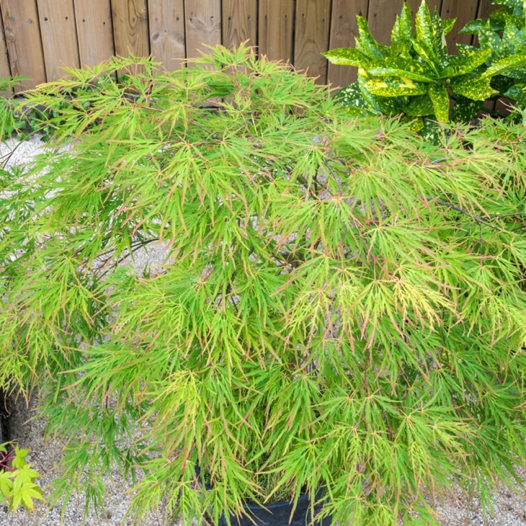 Acer palmatum Seiryu - Acero giapponese