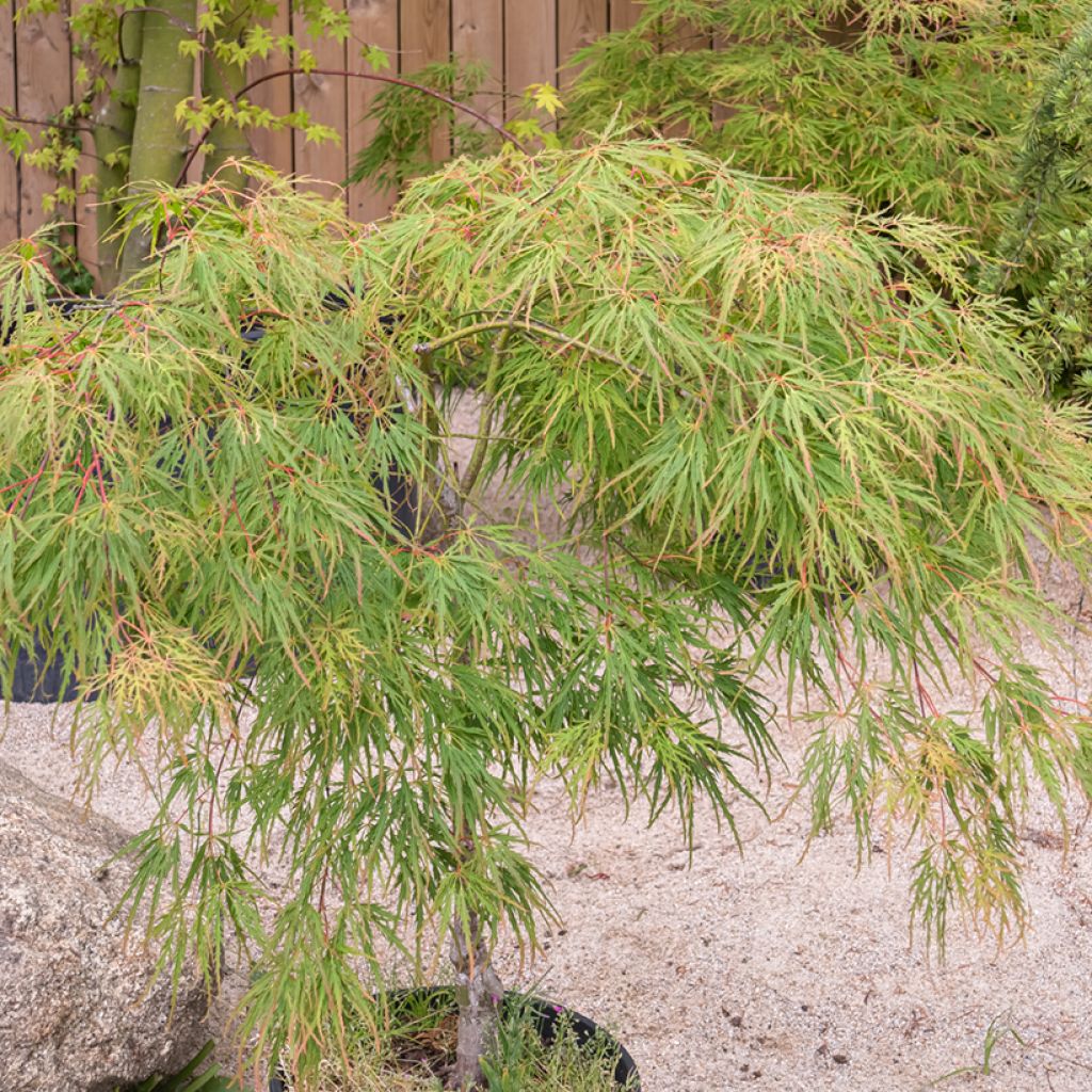 Acer palmatum Seiryu - Acero giapponese