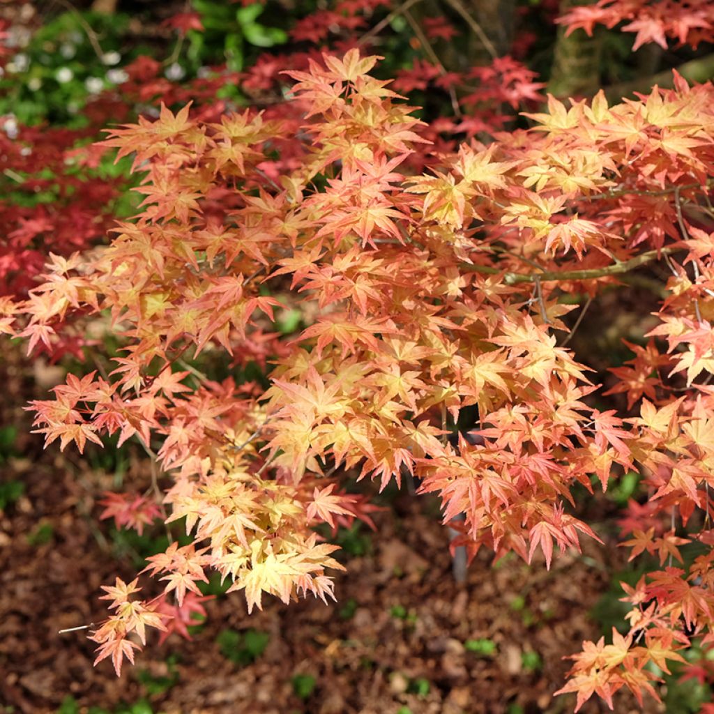 Acer palmatum Shindeshojo - Acero giapponese