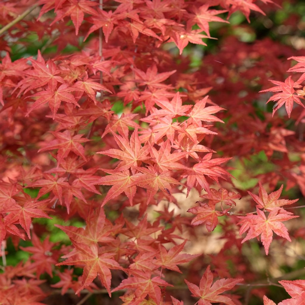 Acer palmatum Shindeshojo - Acero giapponese