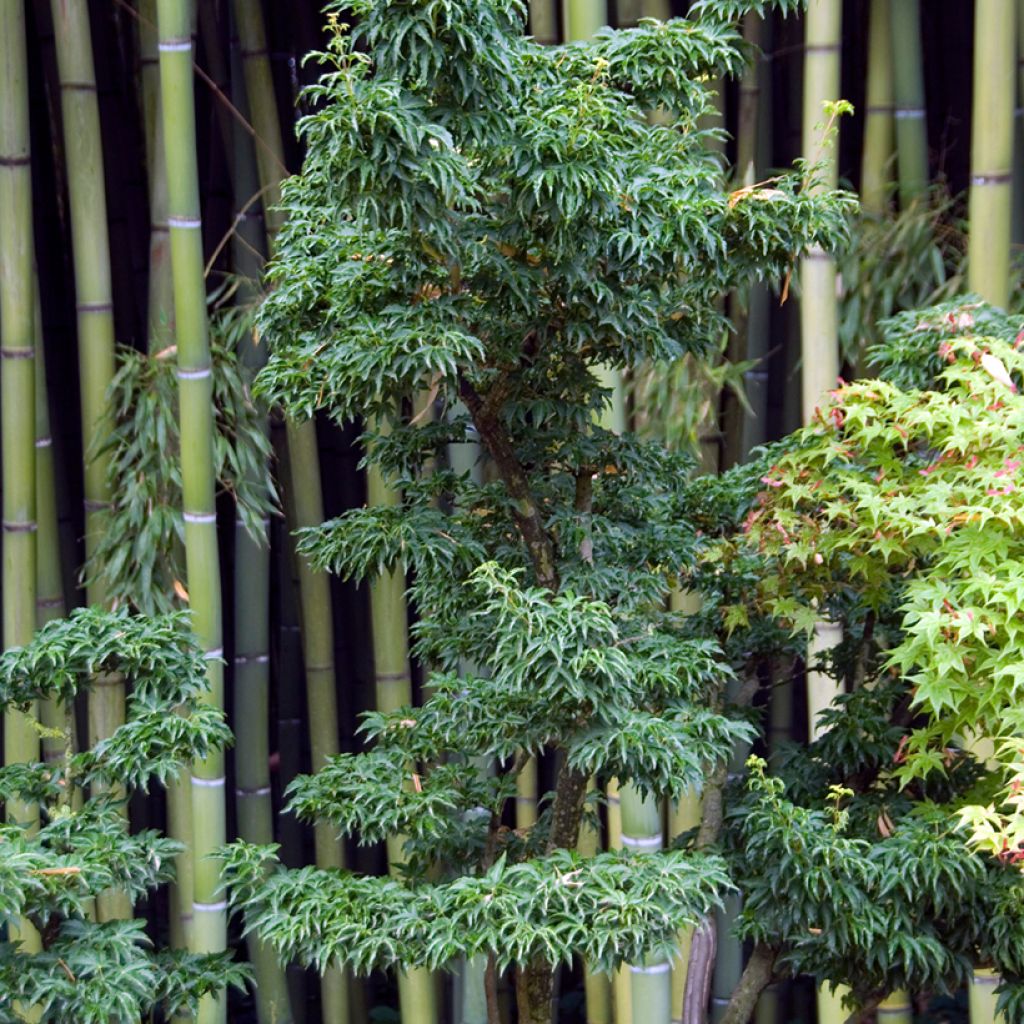 Acer palmatum Shishigashira - Acero giapponese