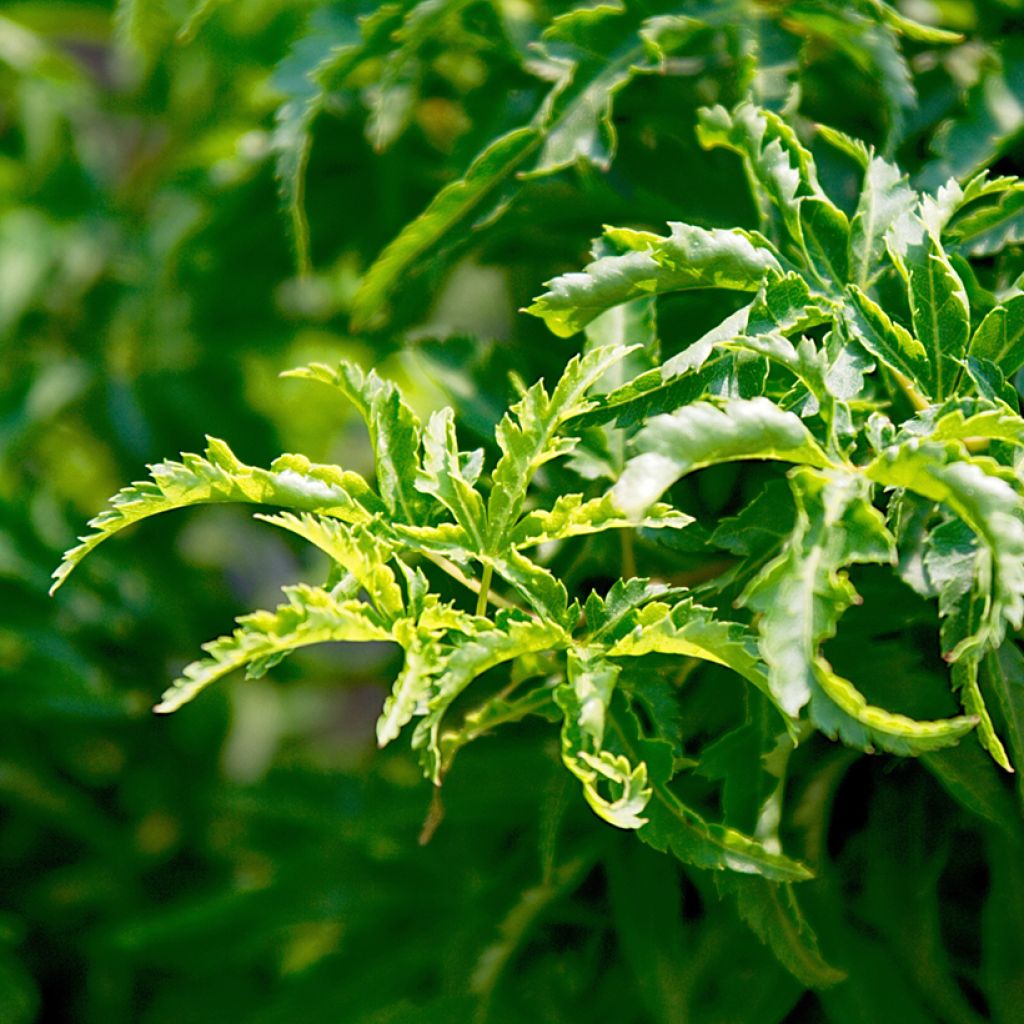 Acer palmatum Shishigashira - Acero giapponese