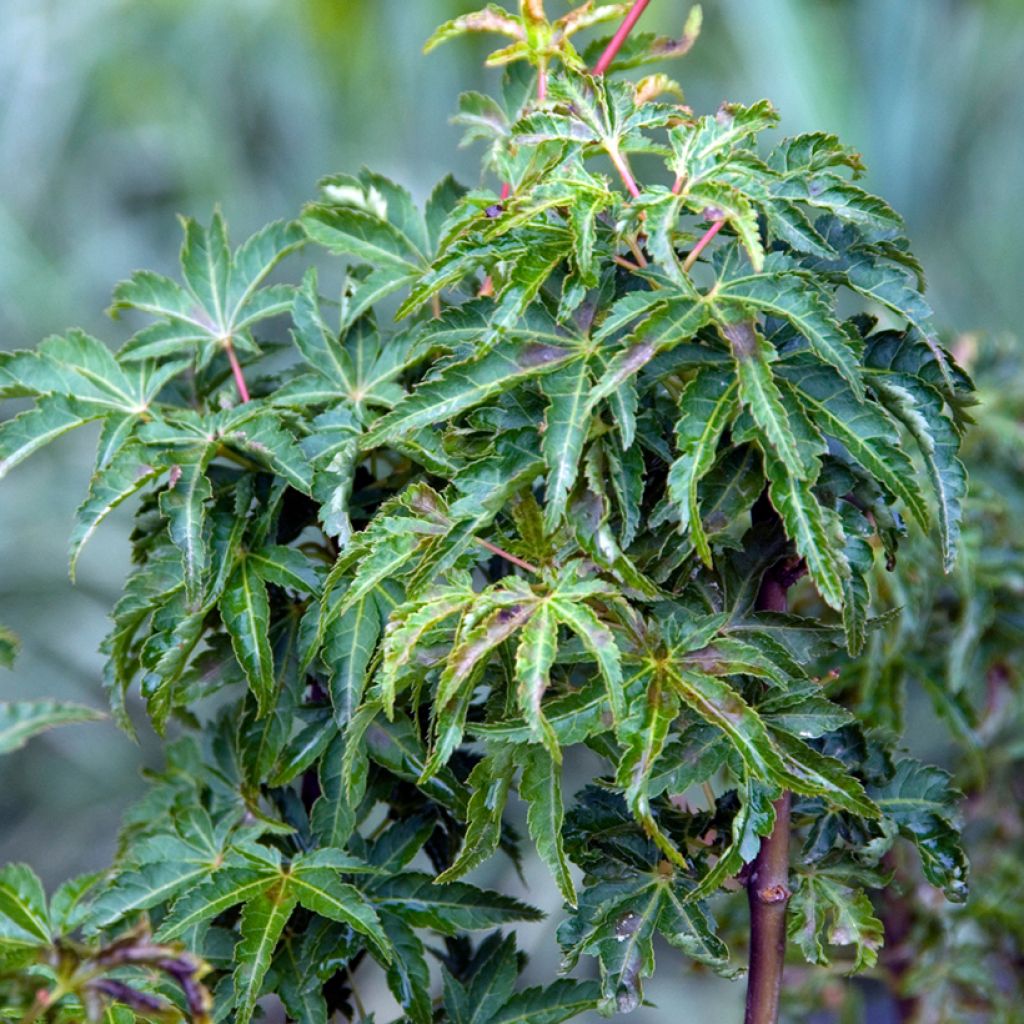 Acer palmatum Shishigashira - Acero giapponese