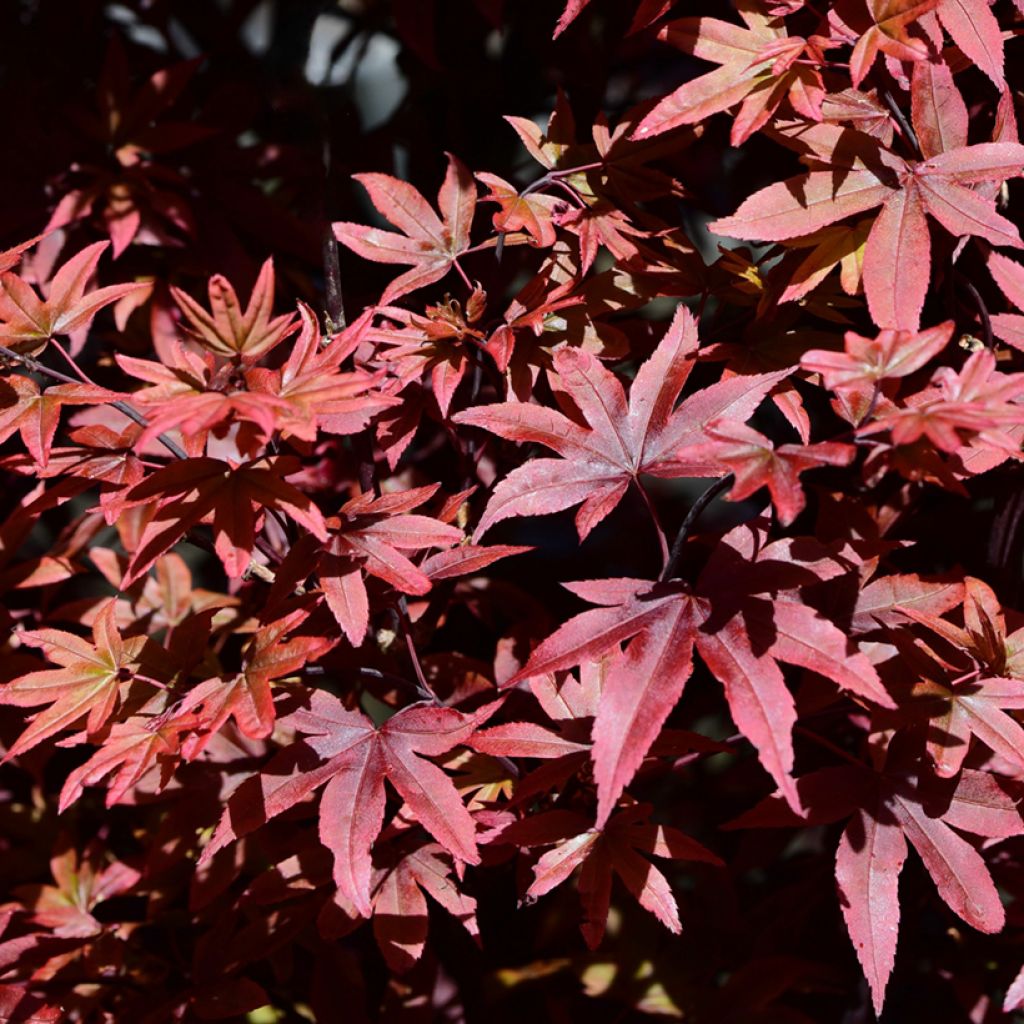 Acer palmatum Twomblys Red Sentinel - Acero giapponese