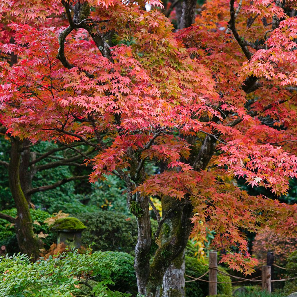 Acer palmatum - Acero giapponese